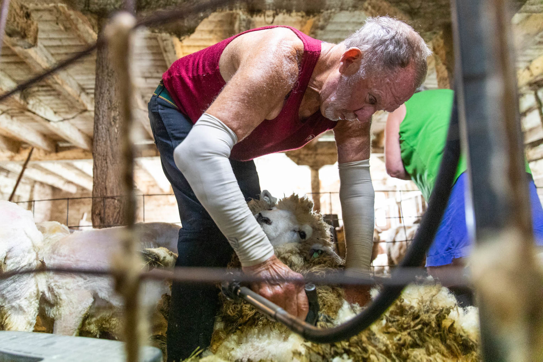 0929_wdj_sheepshearing_SS1.JPG